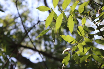 Fototapeta na wymiar green leaves against sky