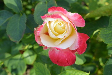 Pink rose flower close-up photo with blurred dark green background. Stock photo of gentle blooming plant.