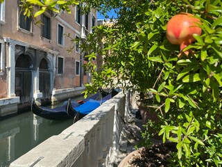 melograno venezia