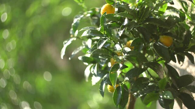 Green little tree with yellow kumquats growing in a pot