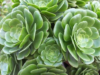 Close shot of some leaves in a geometrical distribution