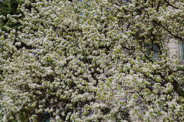 pattern of branches with white flowers. the apple tree is blooming. Spring.