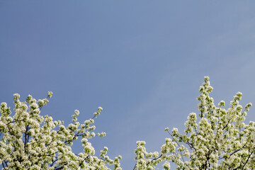 branches of a blossoming apple tree against the blue sky. background with blank space for text