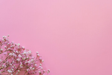 Pink gypsophila on pink background