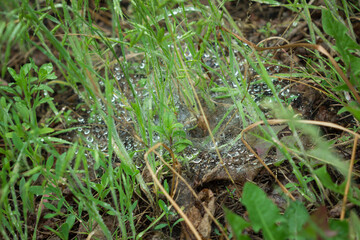 Fototapeta premium Spiderweb covered with the morning rain.