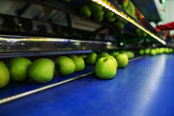 Bunch of ripe green apples on the production line for sorting and selection of organic fruits. Production and packaging of freshly sorted green apples. Focus is on a few apples on the production line