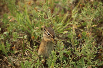 Naklejka na ściany i meble A young chipmunk smells and eats small flowers