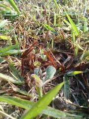 Thermometers usually range between 7°C and 17°C in the coldest months. The temperature can reach -6°C in the city of São Paulo and a slight desiccation by the cold is very common in the great metropol