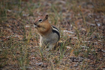 Golden Mantled Ground Squirrel in grass