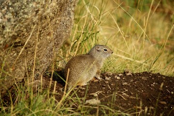 Full body shot of a Wyoming ground squirrel