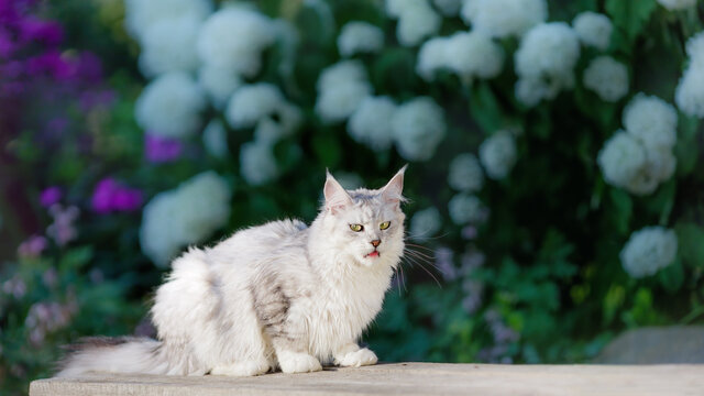 white maine coon cat sitting at flowers background in the garden with funny  displeased, unhappy face