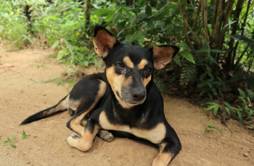 Sad looking face of a street dog