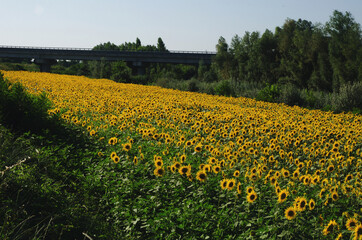 An endless field of beautiful yellow sunflowers under a highway in Italy