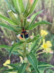 Orange beetle on a yellow flower