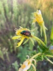 beetle on a yellow wildflower
