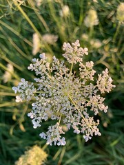 close up of a white wildflower