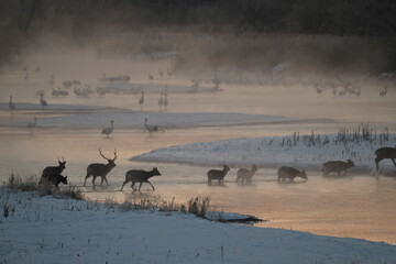 deer in the snow