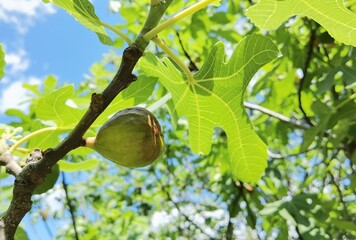 fig on tree