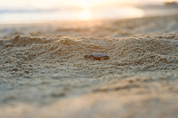 Hatched sea turtle crawl on sand to the sea at sunrise. Forward to a new life.