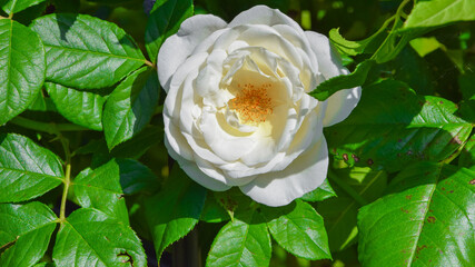 biała róża w ogrodzie - obrazy, fototapety, plakaty