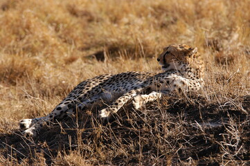 Cheetah living in Masai Mara, Kenya