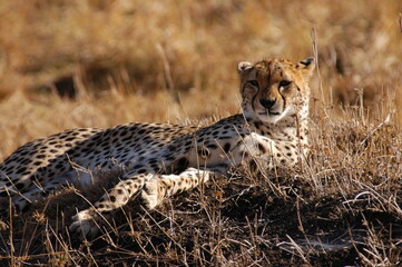 Fototapeta na wymiar Cheetah living in Masai Mara, Kenya