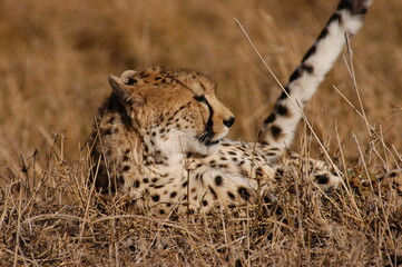 Cheetah living in Masai Mara, Kenya