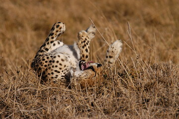 Cheetah living in Masai Mara, Kenya