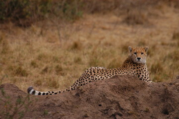 Cheetah living in Masai Mara, Kenya