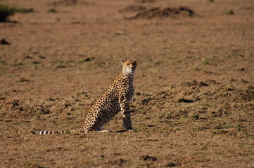 Cheetah living in Masai Mara, Kenya