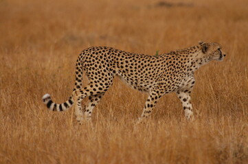 Cheetah living in Masai Mara, Kenya