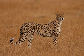 Cheetah living in Masai Mara, Kenya