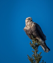 Hawk perched on top of tree