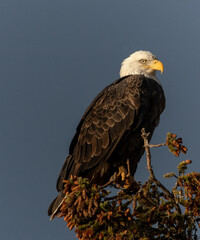 Eagle perched on top of a tree