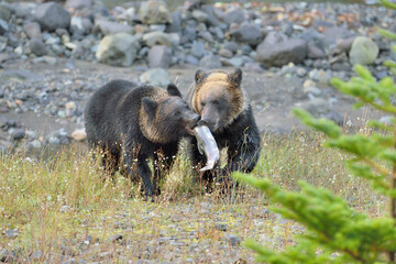 魚を奪い合うヒグマの兄弟（北海道・知床）
