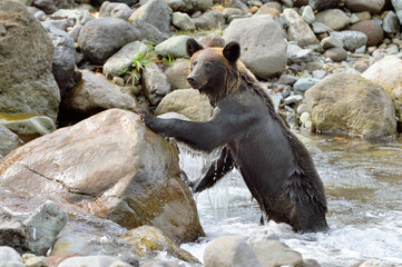 立ち上がったヒグマ（北海道・知床）
