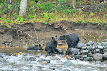 川で争うヒグマの兄弟（北海道・知床）
