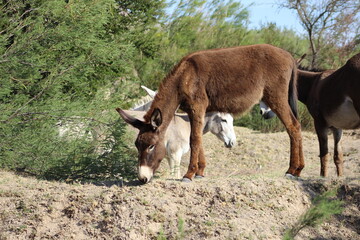 Donkeys in Desert