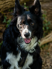 border collie