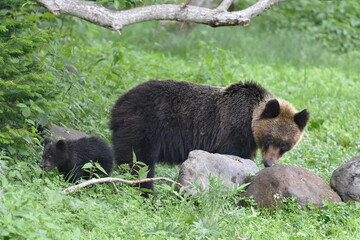 ヒグマの親子（北海道・知床）
