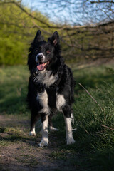 border collie