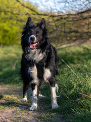 border collie