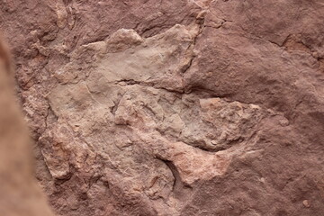Dinosaur Track 