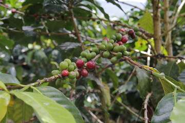 Plantación de café en Oxapampa, Perú