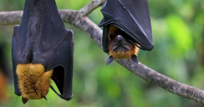 The bats are sleeping on the trees during the  day