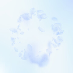 Light blue flower petals falling down. Posh romant