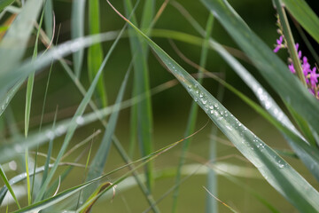 water drops on grass