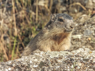 Marmotte dans les Alpes du Sud en France