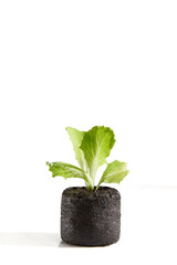 Pequena muda de alface em cápsula de plantio orgânica