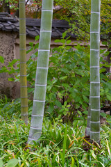 竹林　日本庭園　竹　土塀